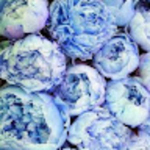 Meet your Posher, Jane